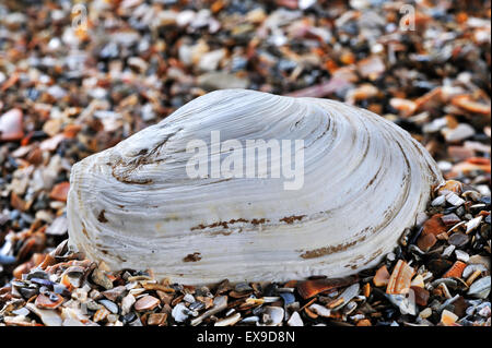 En attendant contondant (Mya truncata) shell on beach Banque D'Images