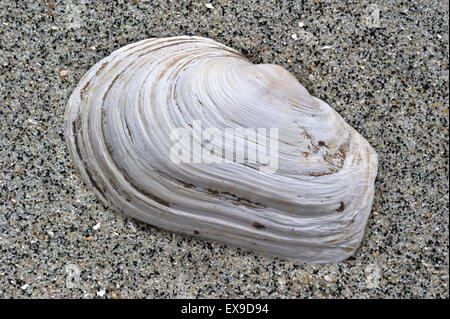 En attendant contondant (Mya truncata) shell on beach Banque D'Images