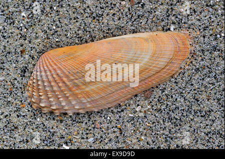 Petricola pholadiformis américain (Pre Piddock) shell on beach Banque D'Images