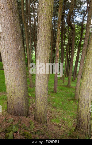 Dans un bois de pins sur une colline, dans le Derbyshire, Peak District, England, UK Banque D'Images