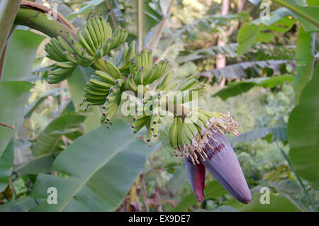 Inflorescence de bananes, partiellement ouvert et les jeunes fruits, la banane (Musa sp.), l'île de Mahé, Seychelles, Afrique Banque D'Images