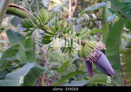 Inflorescence de bananes, partiellement ouvert et les jeunes fruits, la banane (Musa sp.), l'île de Mahé, Seychelles, Afrique Banque D'Images