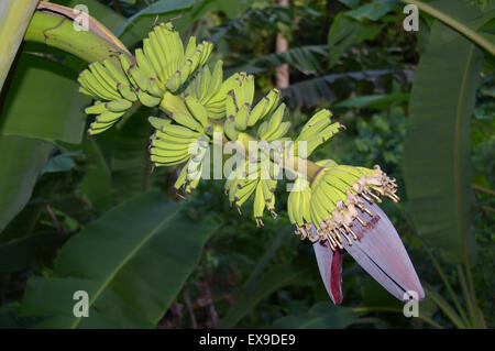 Inflorescence de bananes, partiellement ouvert et les jeunes fruits, la banane (Musa sp.), l'île de Mahé, Seychelles, Afrique Banque D'Images