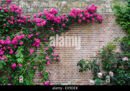 KENT, UK - 28 juin 2015 : fleurs grimpantes dans les beaux jardins à Hever Castle au Royaume-Uni, le 28 juin 2015. Banque D'Images