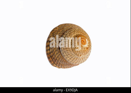 Haut gris shell (Gibbula cineraria) Escargot de mer sur fond blanc Banque D'Images