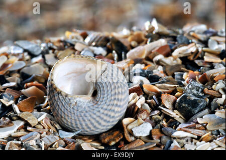 Haut gris shell (Gibbula cineraria) Escargot de mer sur la plage Banque D'Images