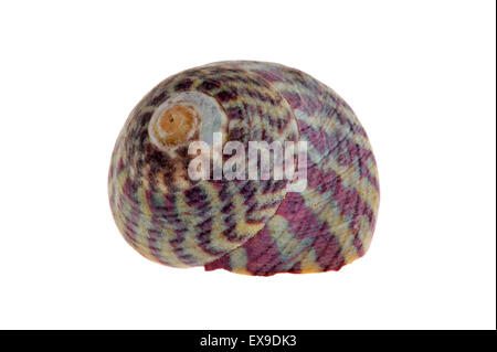 Haut gris shell (Gibbula cineraria) Escargot de mer sur fond blanc Banque D'Images