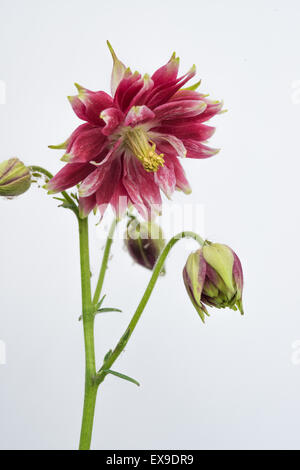 Aquilegia vulgaris ancolie, Nora Barlow, photographié sur un fond blanc, St Albert, Alberta Banque D'Images