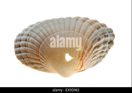 Percer un trou dans la coque (Cerastoderma edule / Cardium edule) coquille faite par le collier de coquillages (catenus Polinices) sur fond blanc Banque D'Images