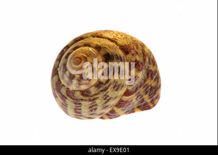 Haut de Pennant shell (Gibbula pennanti) Escargot de mer sur fond blanc Banque D'Images