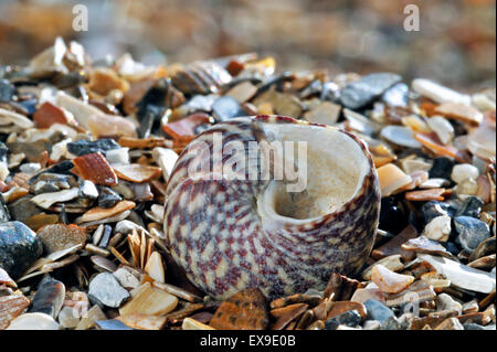 Haut de Pennant shell (Gibbula pennanti) Escargot de mer sur la plage Banque D'Images