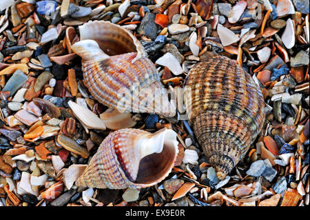 Filet pourpre (Nassarius reticulatus / Hinia reticulata) shells on beach Banque D'Images