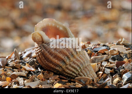 Filet pourpre (Nassarius reticulatus / Hinia reticulata) shell on beach Banque D'Images