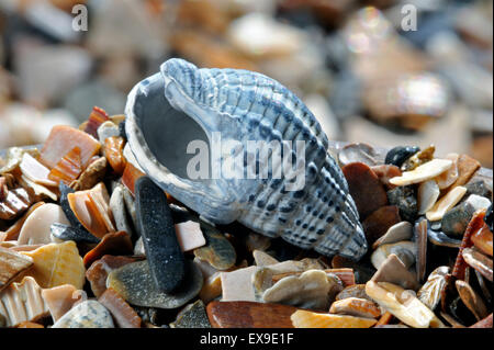 Filet pourpre (Nassarius reticulatus / Hinia reticulata) combustibles on beach Banque D'Images