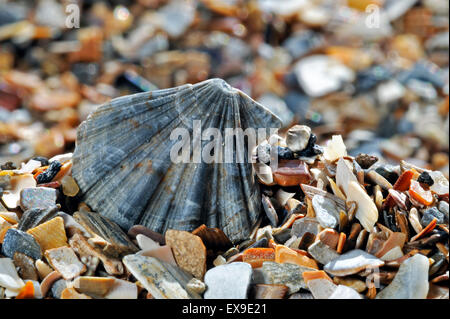 Flexopecten flexuosus scallop shell lavés sur beach Banque D'Images