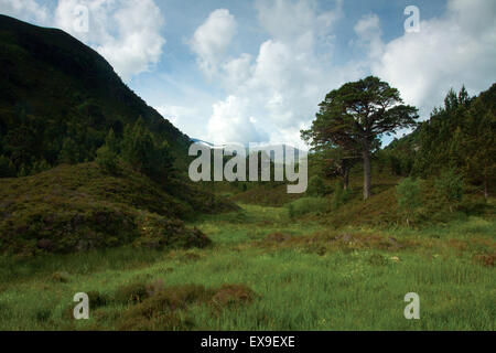 Plus Glen, Glenmore National Nature Reserve, parc national de Cairngorm, Badenoch & Speyside Banque D'Images