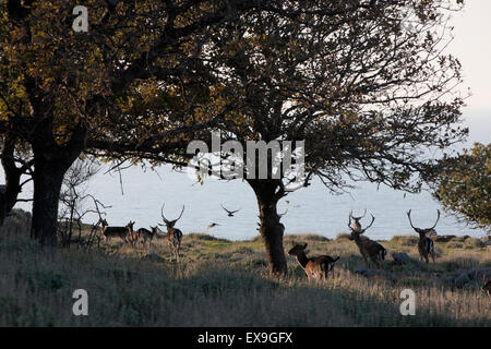 La population de cerfs de jachère de vie sauvage et de la forêt dans les arbres d'acorn castle of Myrina. Lemnos Limnos island Banque D'Images