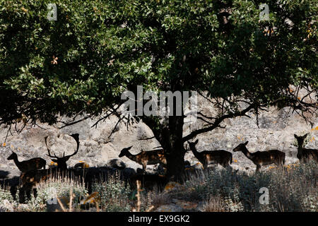 La population de cerfs de jachère séjour reposant à l'ombre des arbres sauvages dans la forêt d'acorn castle of Myrina. Lemnos Limnos island Banque D'Images