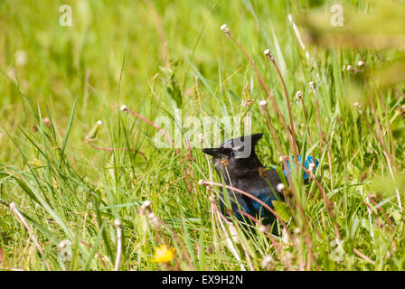 La stellaire, Jay Cyanocitta stelleri, fouillant dans l'herbe à Waterton Lakes National Park, Alberta, Canada Banque D'Images