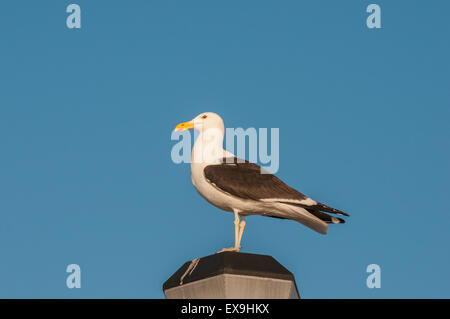 Une mouette de varech sur un lampadaire à la plage à Somerset West Banque D'Images