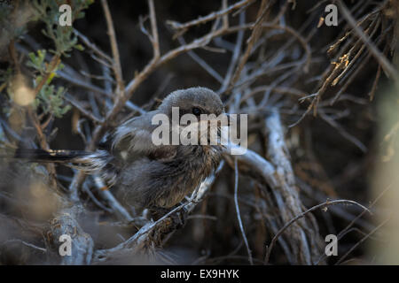 La pie-grièche migratrice au lissage dans la brousse après avoir pris un bain Banque D'Images