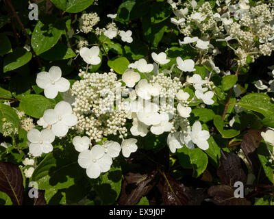 Pépinière de fleurs fleurit en été, USA Banque D'Images