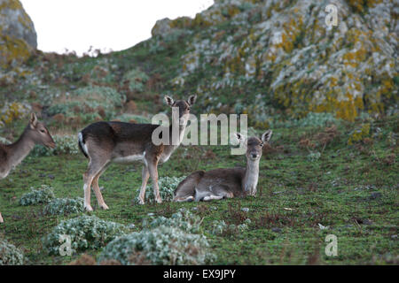 Deux cerfs en jachère (espèce) Dama dama, reposant à l'ombre, dans le château de l'île de Lemnos, Limnos, Grèce. Banque D'Images