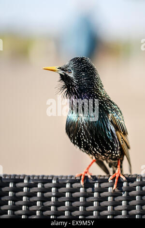 Un étourneau perché sur le dos d'une chaise en rotin Banque D'Images