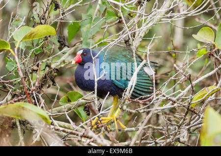 Purple gallinule oiseau perché dans un arbre dans les Everglades Banque D'Images