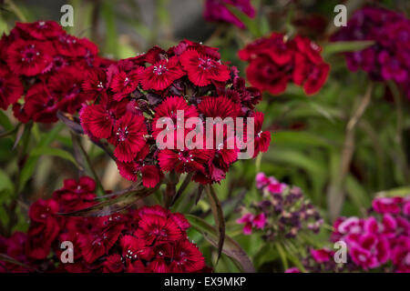 Sweet William fleurs. Banque D'Images