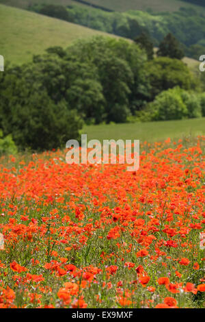 Un champ de coquelicots - Papaver rhoes - dans les jardins perdus d'Heligan en Cornouailles. Banque D'Images