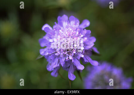 Scabiosa japonica, Blue Note de fleur, l'été, UK Banque D'Images