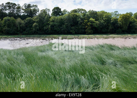 La marée basse, les vasières de roseaux et de bois sur la Rivière Avon en mer Mills à Bristol. Banque D'Images