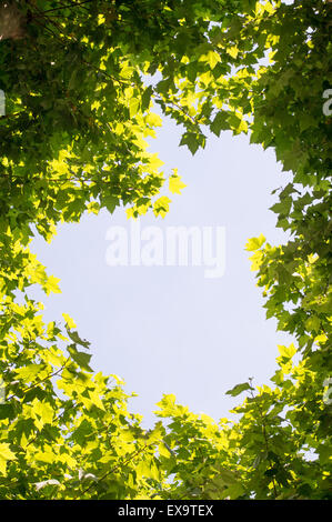 Ciel clair à travers les feuilles des arbres Banque D'Images