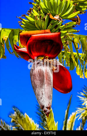 Bananier avec fleur en Paphos, Chypre Banque D'Images