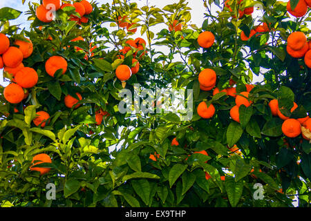 Orange tree fruits dans un jardin à Chypre Banque D'Images