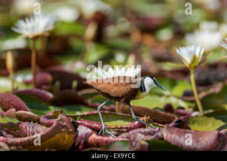 L'Afrique, Botswana, Chobe National Park, African Jacana (Actophilornis africanus) Balade dans les champs de nénuphars sur Ri Chobe Banque D'Images