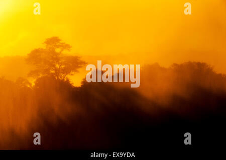 L'Afrique, Zambie, Mosi-Oa-Tunya National Park, Coucher de soleil arbres couverts de brume feux près de la cataracte de l'Est de Victoria Falls Banque D'Images