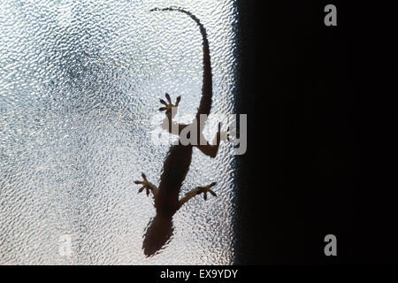 Dessous d'une maison gecko (Hemidactylus sp.) marchant sur une fenêtre en verre, Asunción, Paraguay Banque D'Images