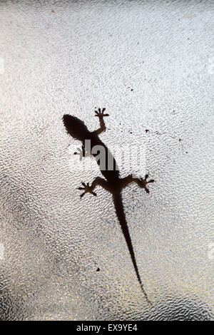 Dessous d'une maison gecko (Hemidactylus sp.) marchant sur une fenêtre en verre, Asunción, Paraguay Banque D'Images