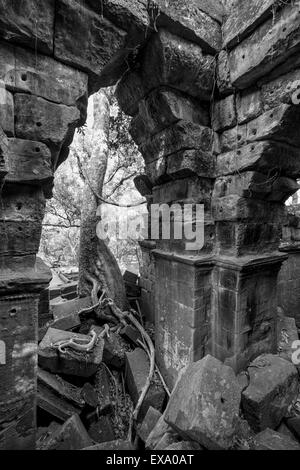 L'Asie, Cambodge, la Province de Siem Reap, arbres lieu par pierre émietté ruines de Beng Mealea Temple Banque D'Images