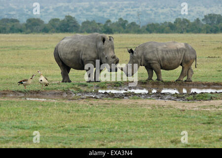 Rhinocéros blanc et veau avec oies égyptiennes à Ol Pejeta Conservancy, waterhole, Kenya Banque D'Images