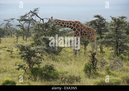 Giraffe réticulée naviguant sur acacia épineux, Ol Pejeta Conservancy, Kenya Banque D'Images