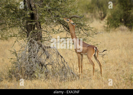 Alimentation mâle gerenuk sur acacia épineux, Samburu, Kenya Banque D'Images