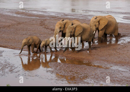 Les éléphants traversant le fleuve Ewaso (Uaso Nyiro), Samburu, Kenya Banque D'Images