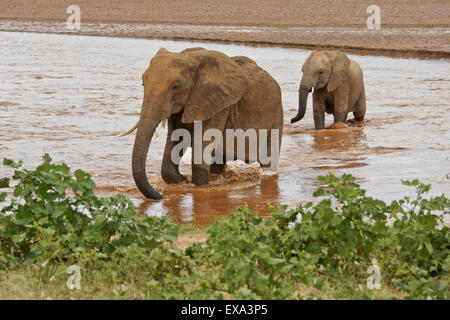 Les éléphants traversant le fleuve Ewaso (Uaso Nyiro), Samburu, Kenya Banque D'Images