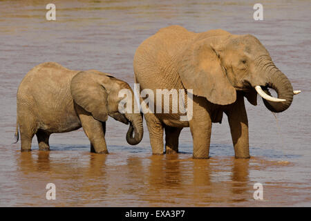 L'éléphant femelle et son veau boire d'Ewaso (Uaso Nyiro), Samburu, Kenya Banque D'Images