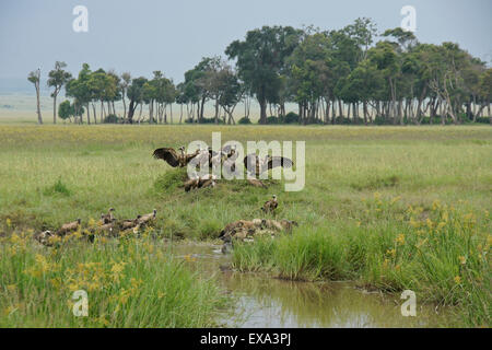 Les vautours et les hyènes se nourrissant d'hippo morts dans Musiara Marsh, Masai Mara, Kenya Banque D'Images