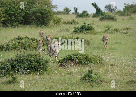 Guépard femelle et quatre louveteaux la chasse, Masai Mara, Kenya Banque D'Images