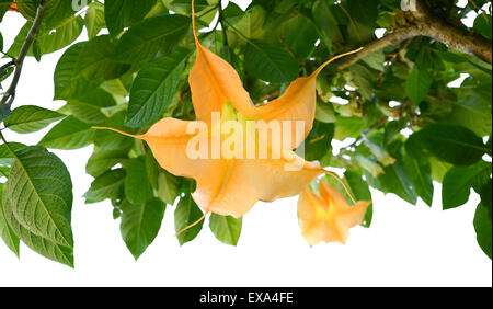 Ange Jaune Fleurs trompettes Banque D'Images